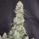 Auto Blueberry feminised Ganja Seeds