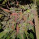 Auto Blueberry feminised Ganja Seeds