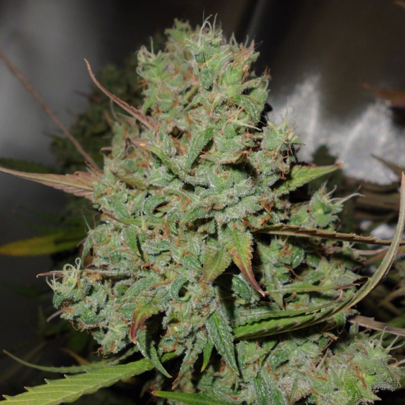 Auto Blueberry feminised Ganja Seeds
