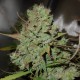 Auto Blueberry feminised Ganja Seeds