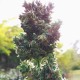 Auto Blueberry feminised Ganja Seeds