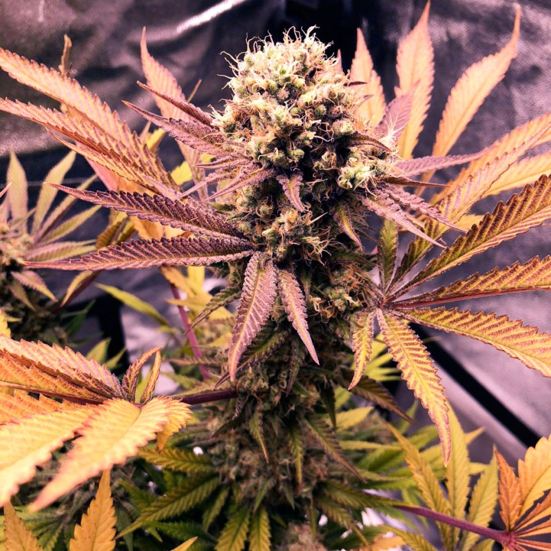 Auto Blueberry feminised Ganja Seeds