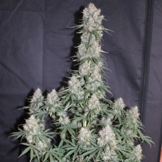 Auto Blueberry feminised Ganja Seeds