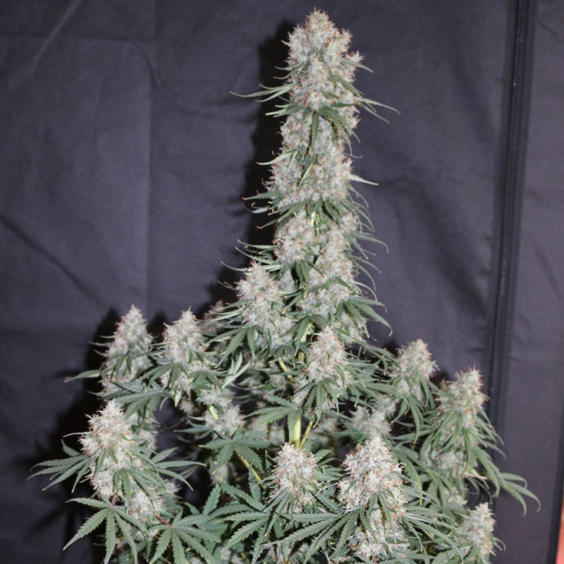 Auto Blueberry feminised Ganja Seeds