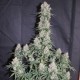 Auto Blueberry feminised Ganja Seeds