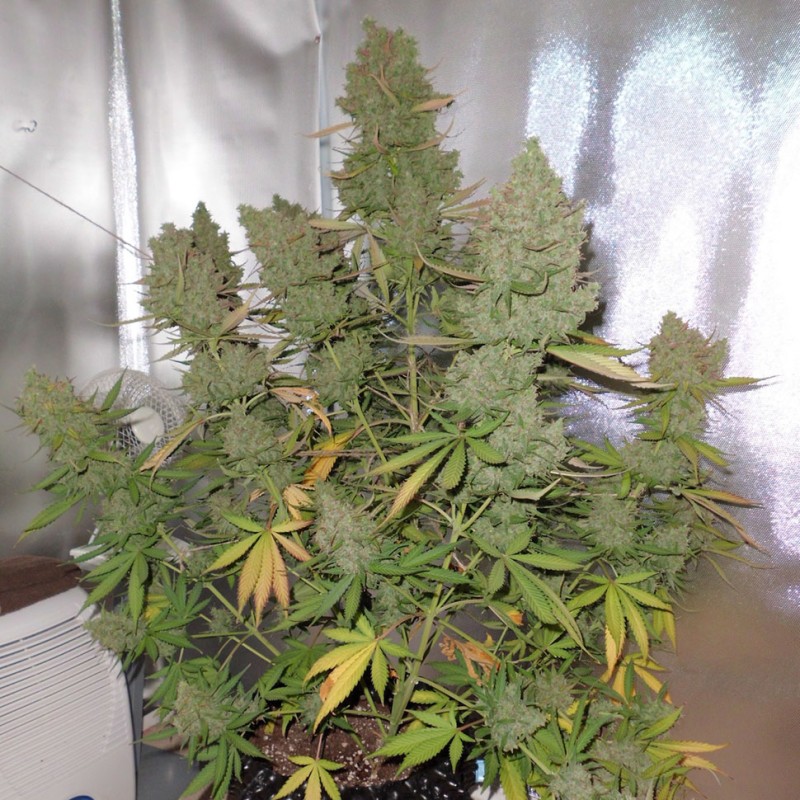 Auto Blueberry feminised Ganja Seeds