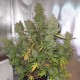 Auto Blueberry feminised Ganja Seeds