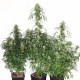 The Ultimate feminised Ganja Seeds - 477 насінин