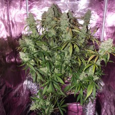 The Ultimate feminised Ganja Seeds