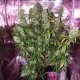 The Ultimate feminised Ganja Seeds - 477 насінин