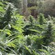 The Ultimate feminised Ganja Seeds - 477 насінин