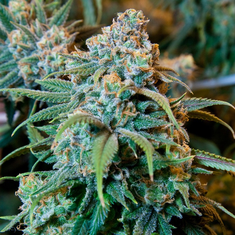 Opium feminised Ganja Seeds - 2 насінини