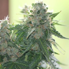 White Dwarf feminised GanjaLiveSeeds