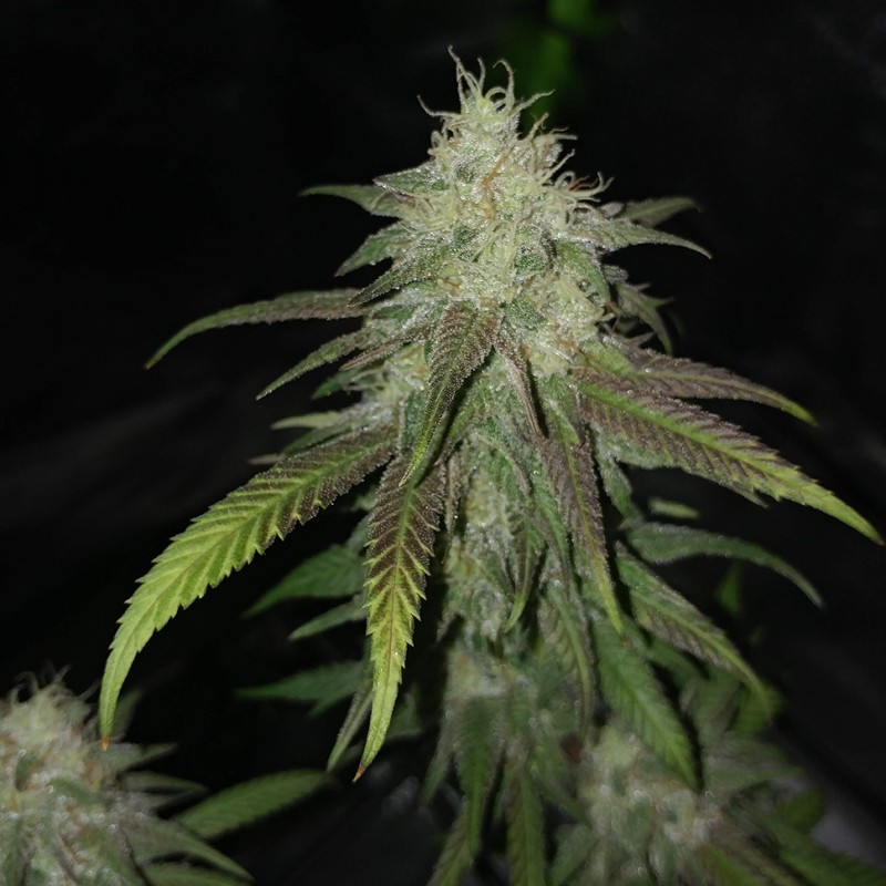 Jack Herer feminised Victory Seeds