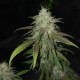 Jack Herer feminised Victory Seeds