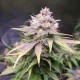 Jack Herer feminised Victory Seeds