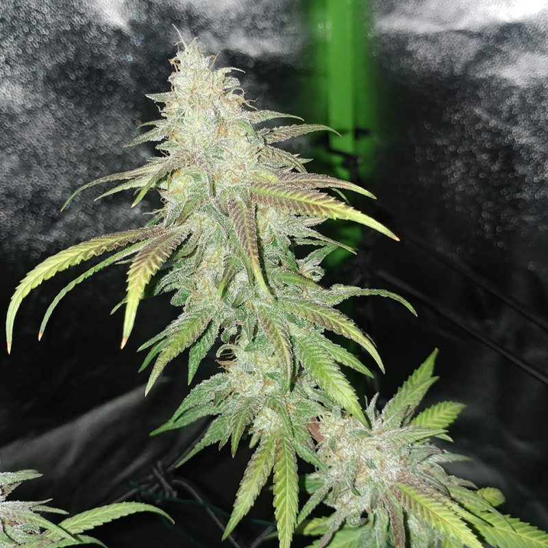 Jack Herer feminised Victory Seeds