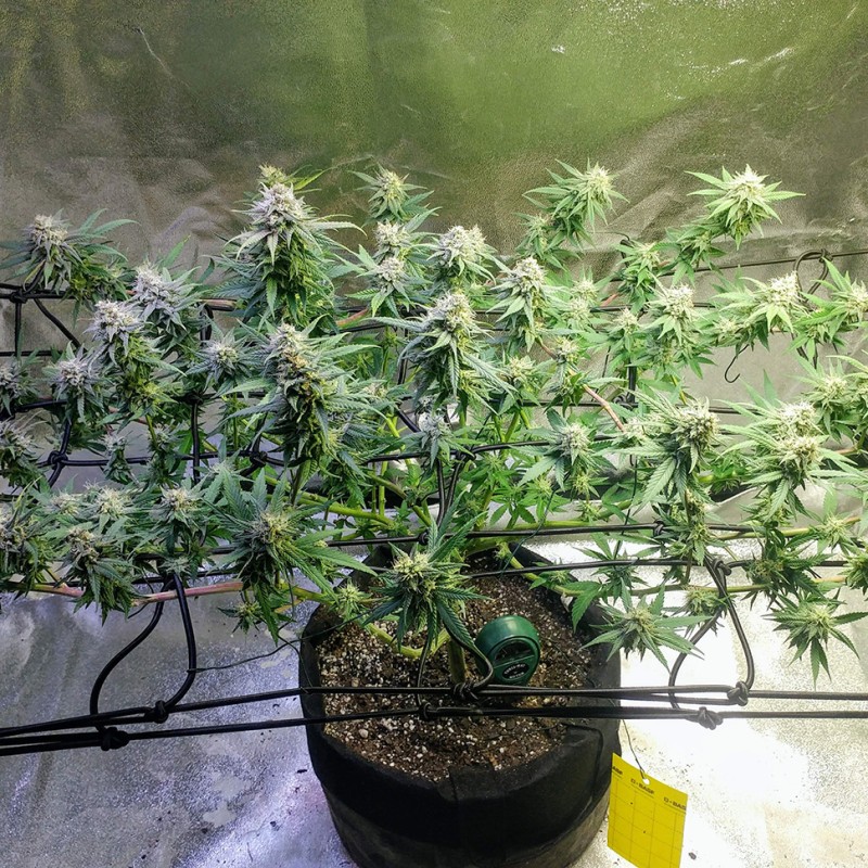 Jack Herer feminised Victory Seeds
