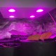 Гагарин 1 LED - светодиодный фитосветильник