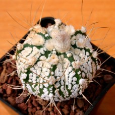 Astrophytum capricorne х asterias cv. Super Kabuto