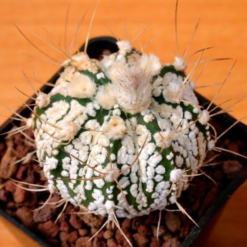 Astrophytum capricorne х asterias cv. Super Kabuto