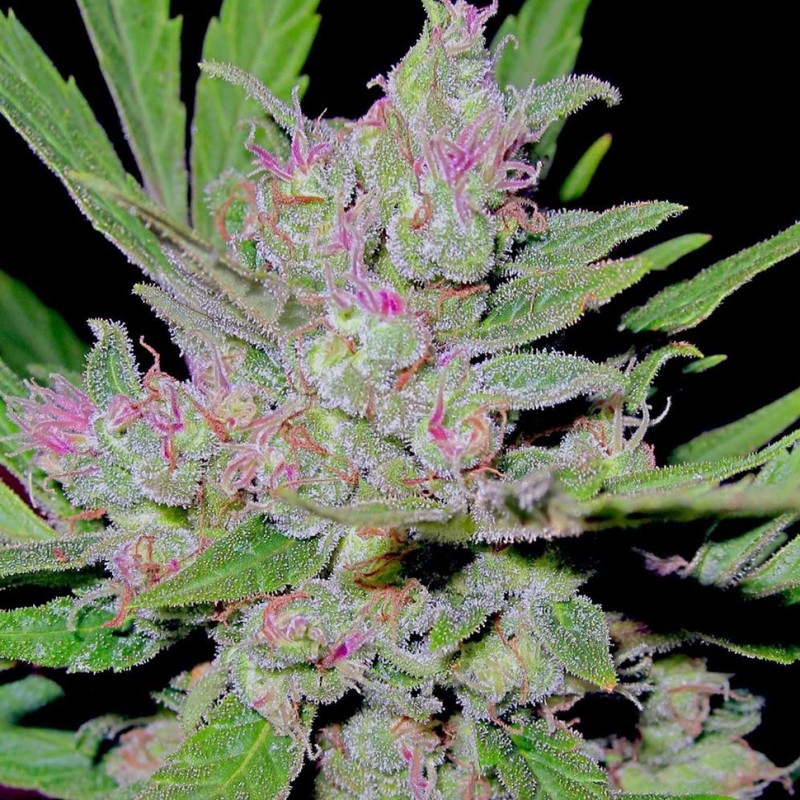 Mass feminised Ganja Seeds - 4 насінини
