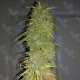 Auto Super Sweet feminised Ganja Seeds - 2 насінини