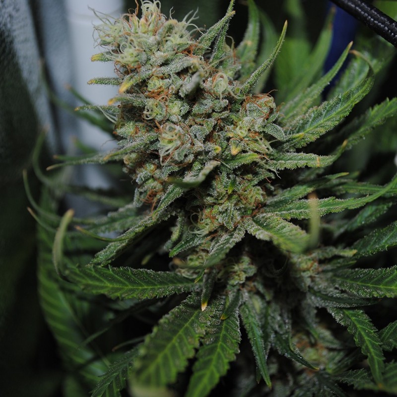 Auto Super Sweet feminised Ganja Seeds - 2 насінини