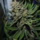 Auto Super Sweet feminised Ganja Seeds - 2 насінини