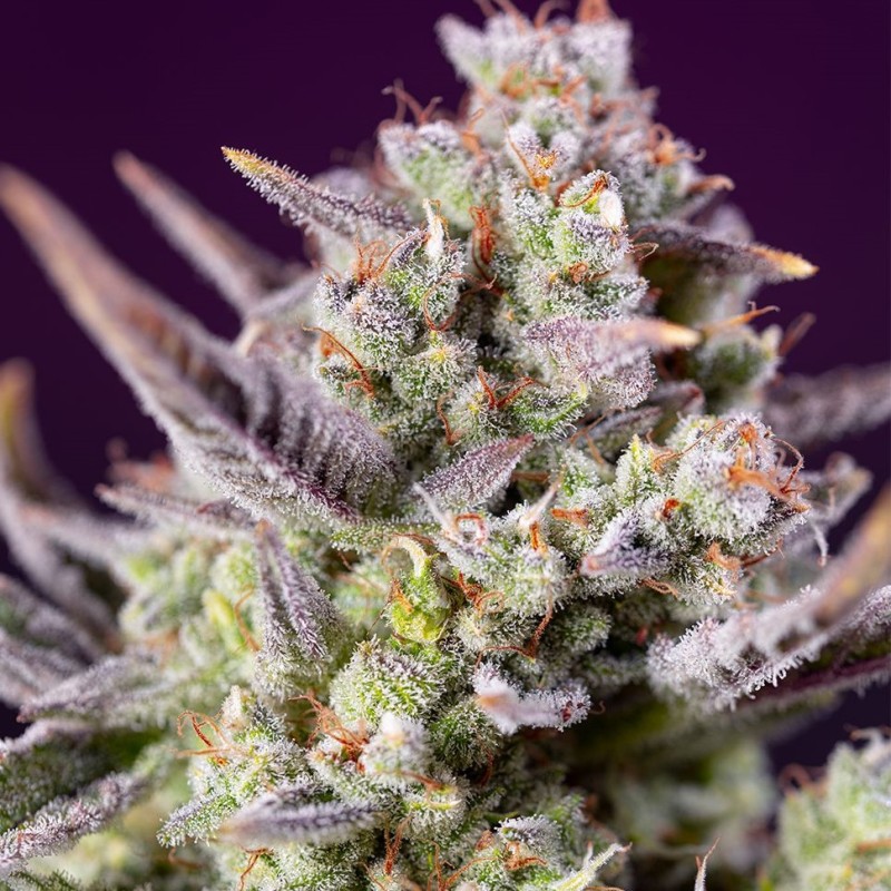 Auto Super Sweet feminised Ganja Seeds - 2 насінини