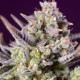 Auto Super Sweet feminised Ganja Seeds - 2 насінини