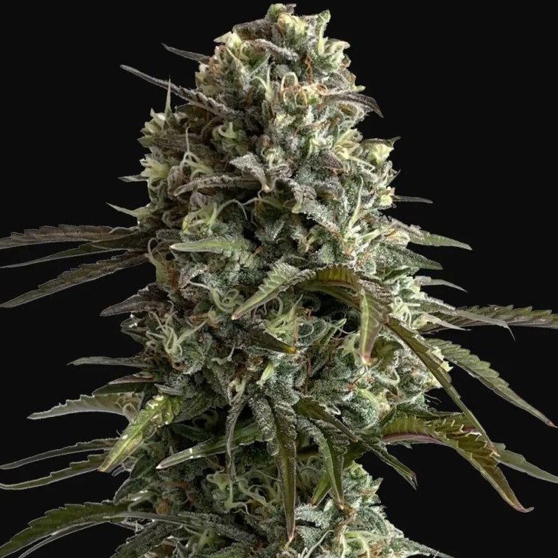 Auto Super Sweet feminised Ganja Seeds - 2 насінини