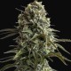 Auto Super Sweet feminised Ganja Seeds - 2 насінини