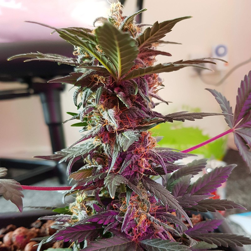 Auto Mazar feminised Ganja Seeds