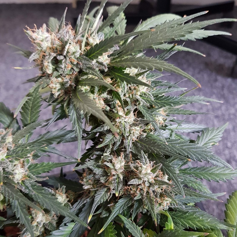 Auto Mazar feminised Ganja Seeds