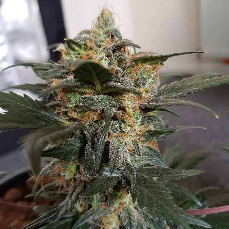 Auto Mazar feminised Ganja Seeds