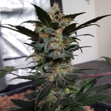 Auto Mazar feminised Ganja Seeds
