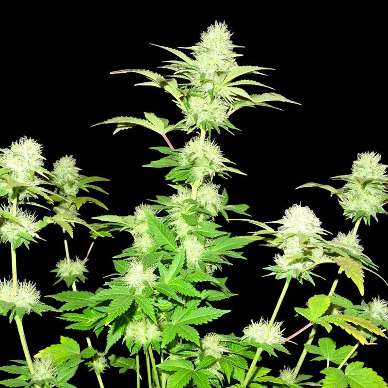 Hindu Kush x White Russian feminised Ganja Seeds - 2 насінини