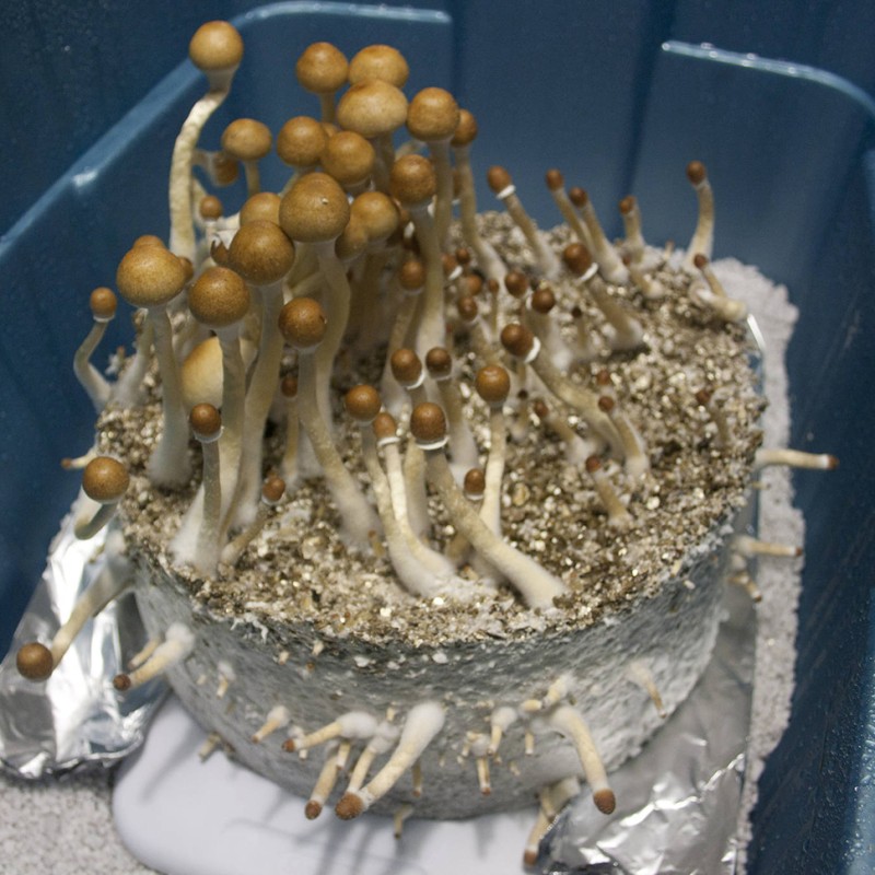 Z-strain