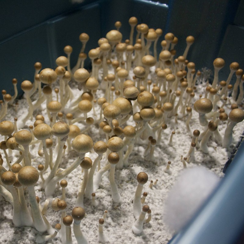 Z-strain