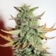 Auto Great White feminised Ganja Seeds - 4 насінини