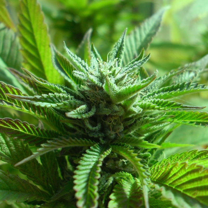 The Doctor feminised Ganja Seeds - 2 насінини
