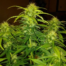 White Widow CBD feminised GanjaLiveSeeds