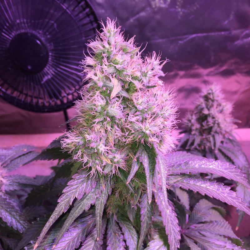 Northern Light feminised Victory Seeds - 5 насінин