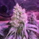 Northern Light feminised Victory Seeds - 5 насінин