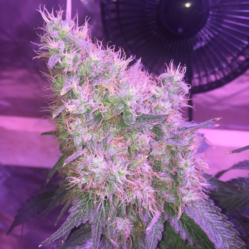 Northern Light feminised Victory Seeds - 5 насінин