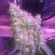 Northern Light feminised Victory Seeds - 5 насінин