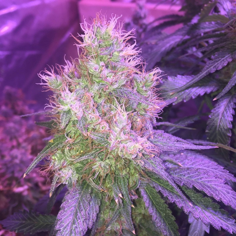 Northern Light feminised Victory Seeds - 5 насінин