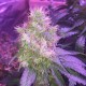 Northern Light feminised Victory Seeds - 5 насінин