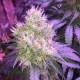 Northern Light feminised Victory Seeds - 5 насінин